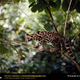 Illustration for article titled Caturday - Leopardus wiedii Edition